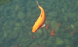 紅魚圖片