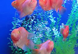 金魚圖片