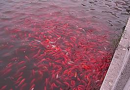 金魚圖片