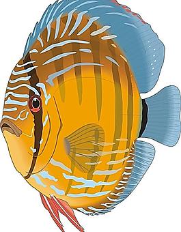金魚(yú)圖片