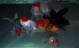 金魚圖片