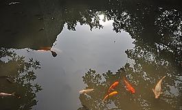 魚兒圖片