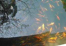 池塘鯉魚圖片