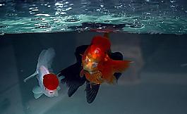 金魚圖片