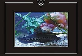 海魚(yú) 6圖片