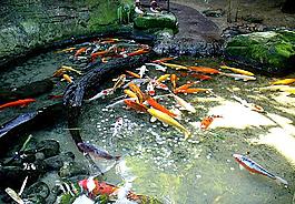 金魚(yú)圖片