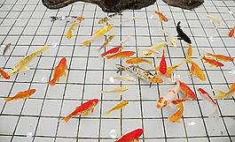 金魚圖片