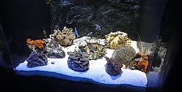 海螺圖片