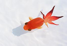 金魚圖片