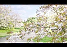 春暖花開(kāi)視頻素材圖片