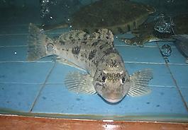 小魚圖片