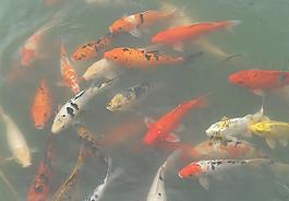 水中魚兒圖片