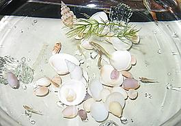 魚兒貝殼圖片
