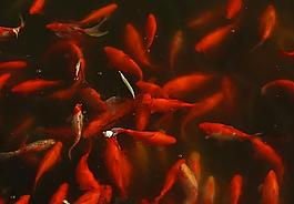 金魚圖片