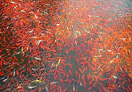鯉魚圖片