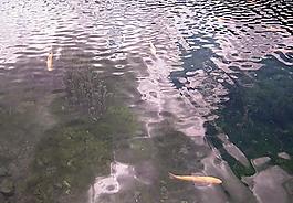 鯉魚圖片