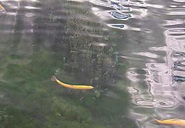 鯉魚圖片
