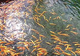 鯉魚圖片