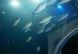 魚兒圖片