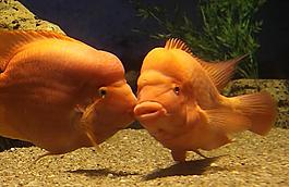 鱺魚圖片