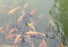 金魚搶食圖片