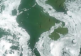水中魚圖片