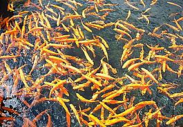 鯉魚圖片