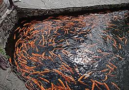 鯉魚圖片