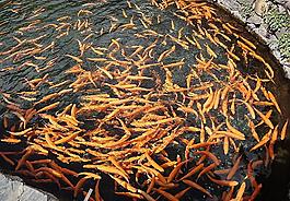 鯉魚圖片