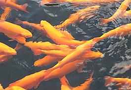 鯉魚圖片