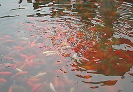 小金魚圖片