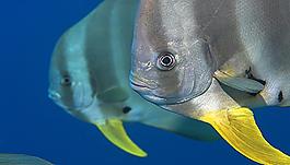海魚圖片