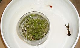 魚與草圖片