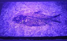 化石魚圖片