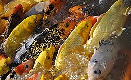 金魚圖片