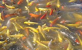 金魚圖片