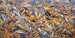 五彩金魚(yú)圖片