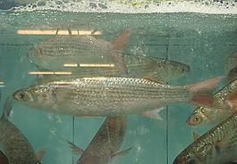 生鮮圖魚(yú)圖片