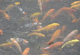 鯉魚圖片