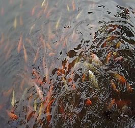 魚兒圖片
