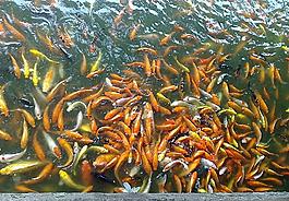 水中魚兒圖片