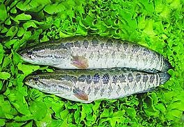 犁魚圖片