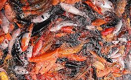 鯉魚圖片