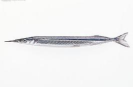 魚圖片