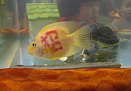 觀賞魚圖片