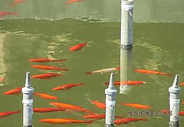 金魚圖片
