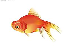 金魚(yú)圖片