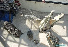 鱷魚(yú)圖片