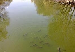 魚戲水圖片