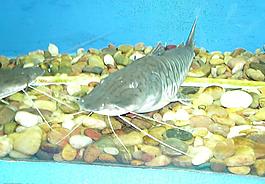 鯰魚圖片